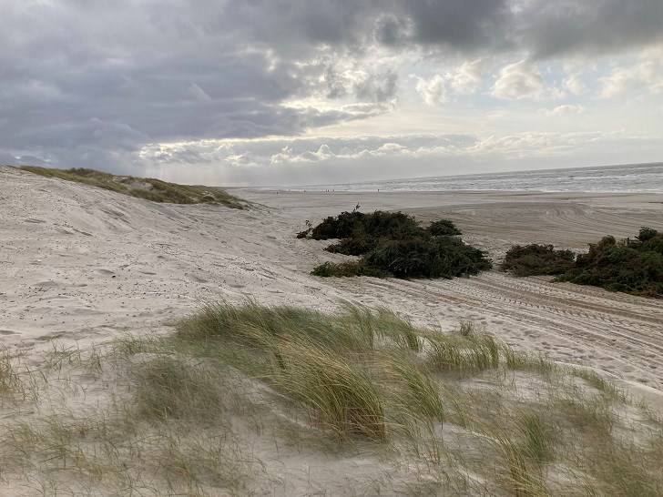 Naturstyrelsen har lagt fyrregrene på stranden for at holde på sandet, indtil der bliver plantet klitgræs igen