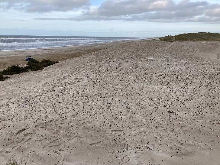 Genetableret sandklit på Houstrup Strand